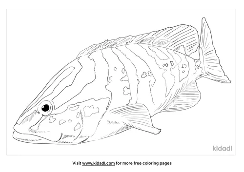 nassau-grouper-coloring-page