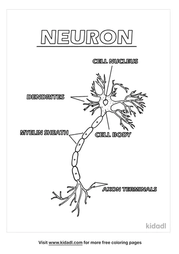 neuron coloring page-2-lg.png