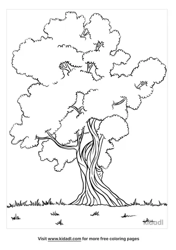 olive tree coloring page-3-lg.png