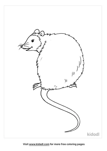 opossum coloring page-2-lg.png