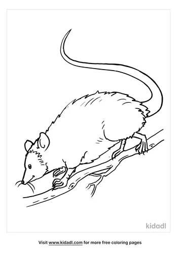 opossum coloring page-5-lg.png