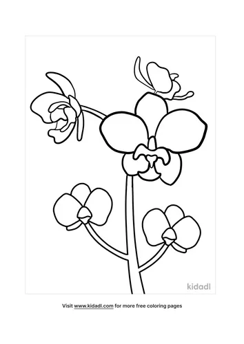 orchid picture-5-lg.png