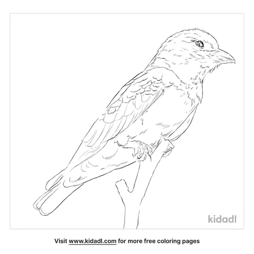 oriental-dollarbird-coloring-page
