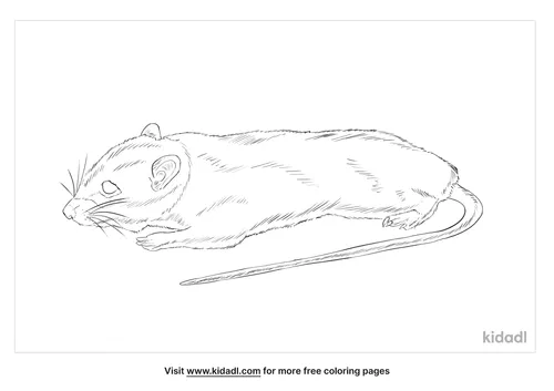 philippine-forest-rat-coloring-page