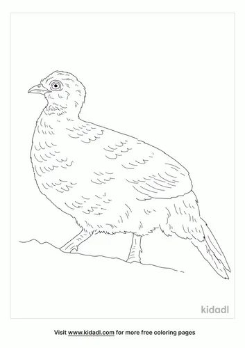 red-spurfowl-coloring-page
