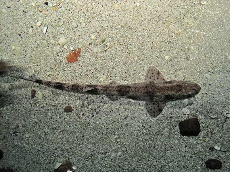 Small-spotted catshark fish facts