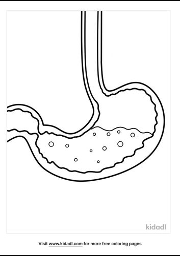 Stomach Coloring Pages | Free Human Body Coloring Pages | Kidadl