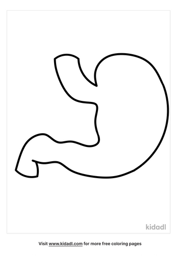 Stomach Coloring Pages | Free Human Body Coloring Pages | Kidadl