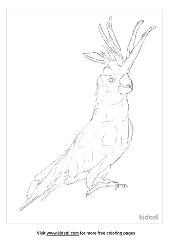 sulphur-crested-cockatoo-coloring-page