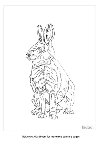 tolai-hare-coloring-page