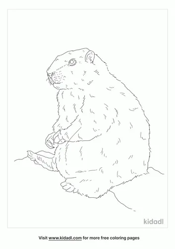 vancouver-island-marmot-coloring-page