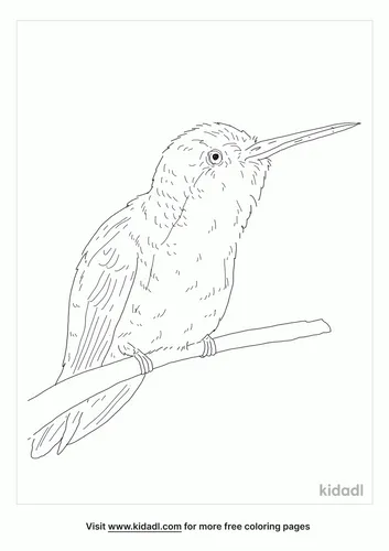violet-crowned-hummingbird-coloring-page