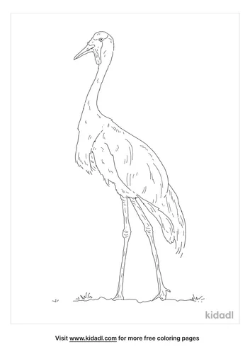 wattled-crane-coloring-page