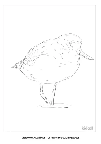 wrybill-coloring-page