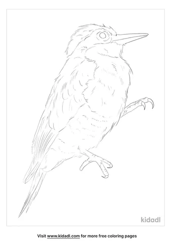 yellow-fronted-woodpecker-coloring-page