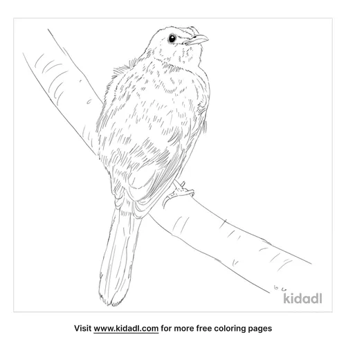 yellow-vented-bulbul-coloring-page