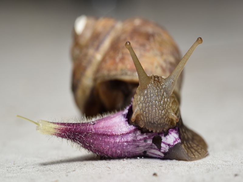 Snail eating petal close up shot.