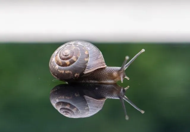 Facts about snails talk about marine snail facts and garden snail facts!