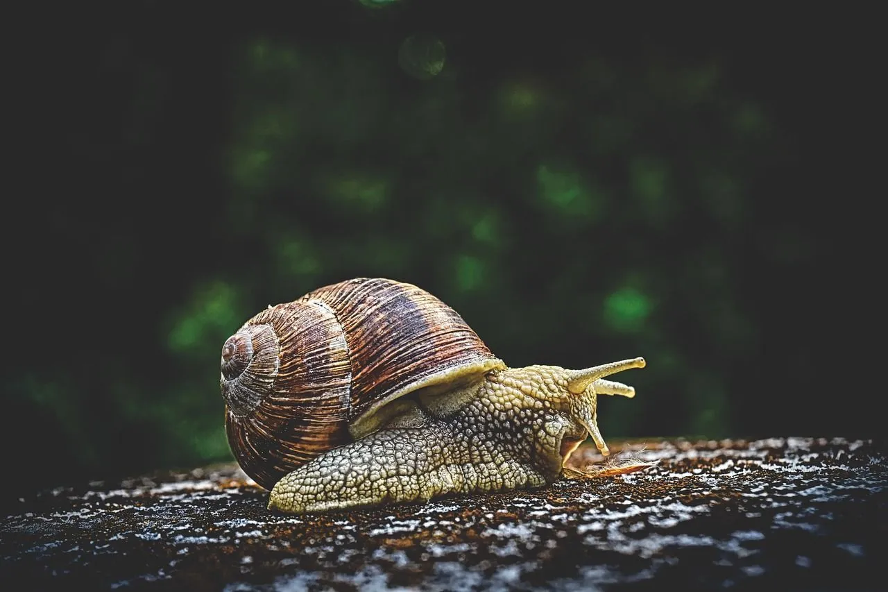 How long can a snail sleep? Read on to learn how long snails really do spend asleep, and more fun facts!