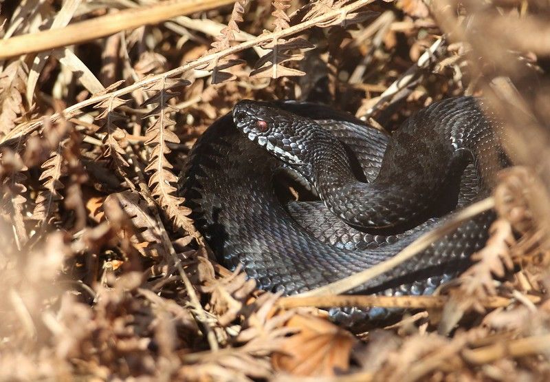 Snake hibernation basking in the morning sunshine