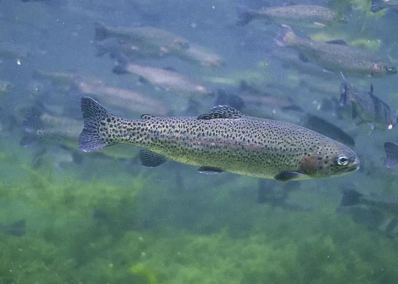 One of the interesting snowtrout facts is that it has small scales that give this fish a smooth look.