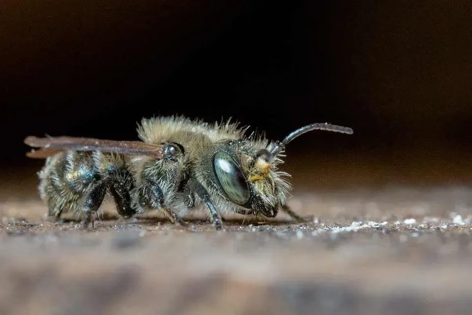 Solitary bee facts, mason bee a star pollinator.