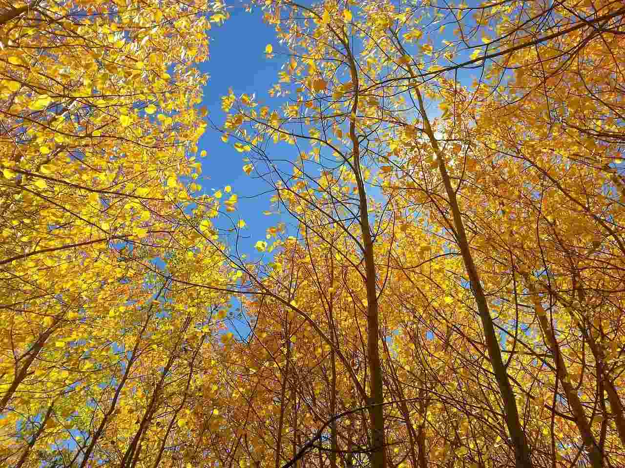 Quaking aspen tree is a common kind of aspen found in and around North America.