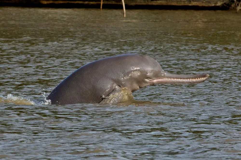 Fun Ganges River Dolphin Facts For Kids | Kidadl