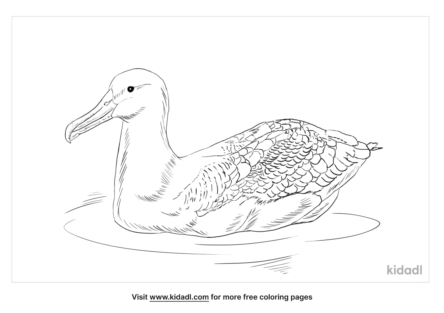 Southern Royal Albatross Coloring Page   Free Birds Coloring Page ...