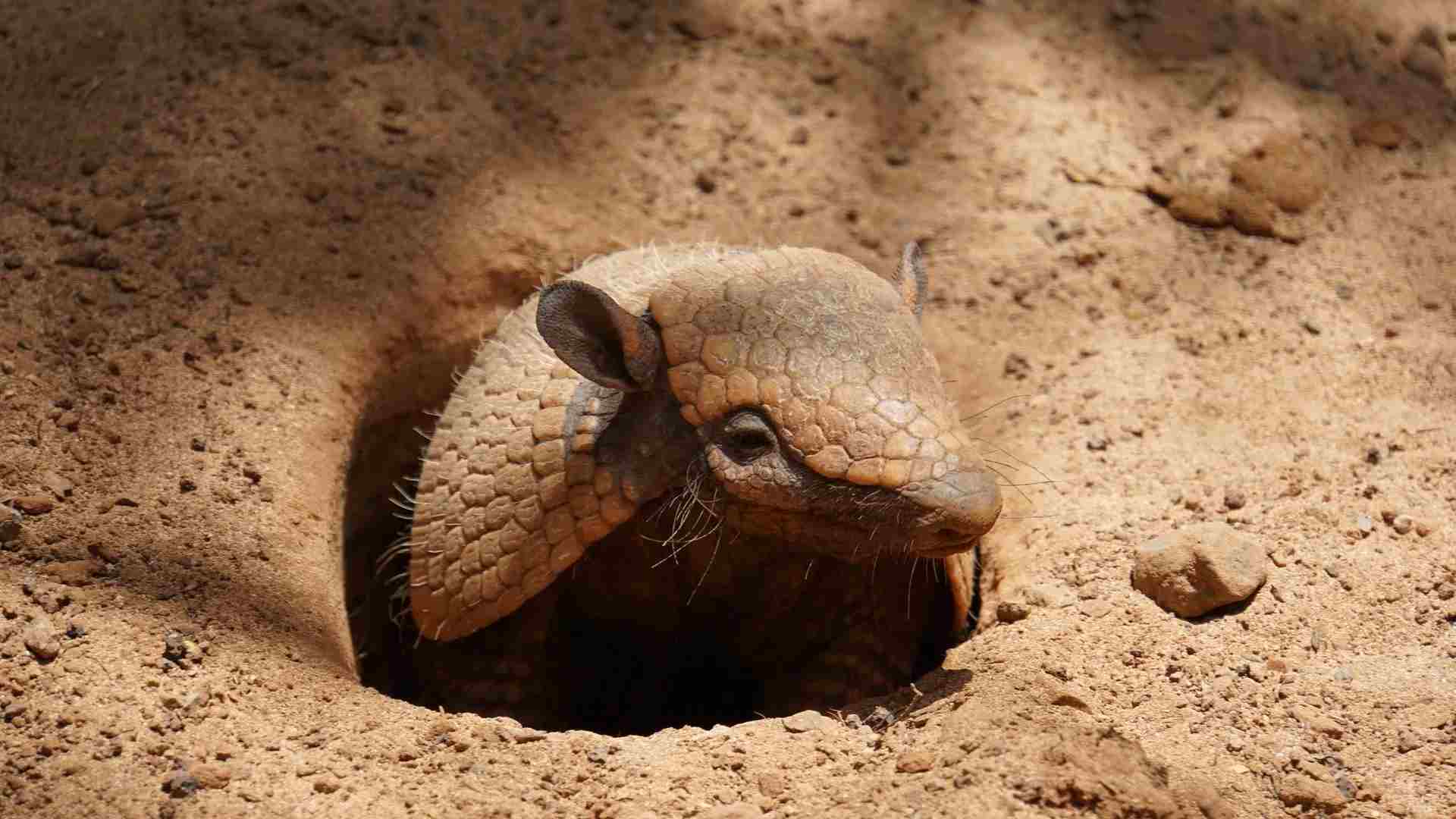 Armadillos are one of the species that have armor on them.