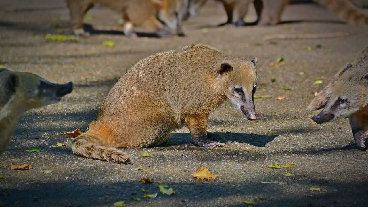 27 Coati Facts For Kids To Know About These South American Mammals | Kidadl