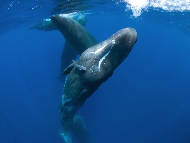 Sperm whale in Indian Ocean.