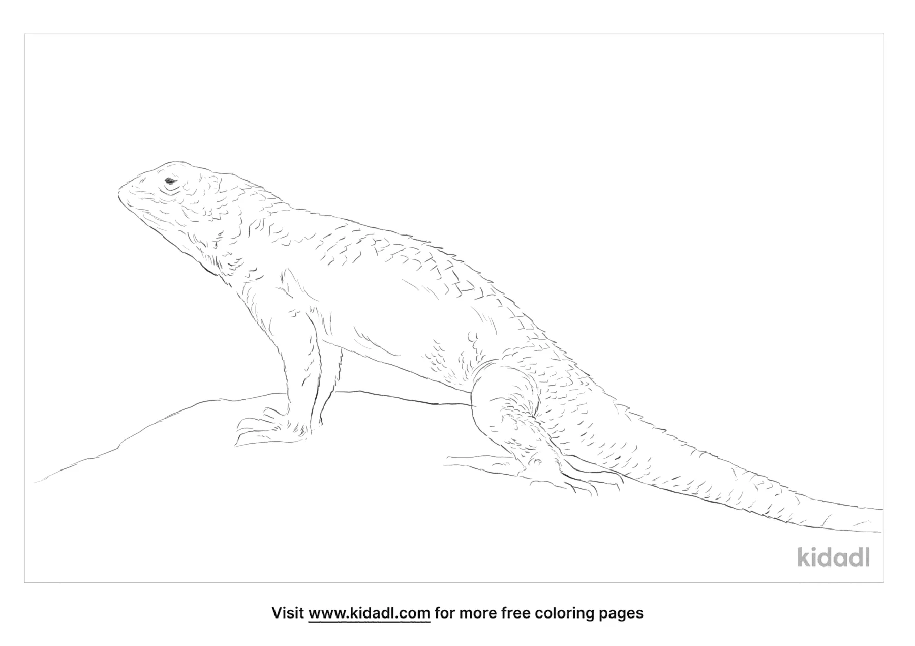 Spiny Lizard Coloring Page