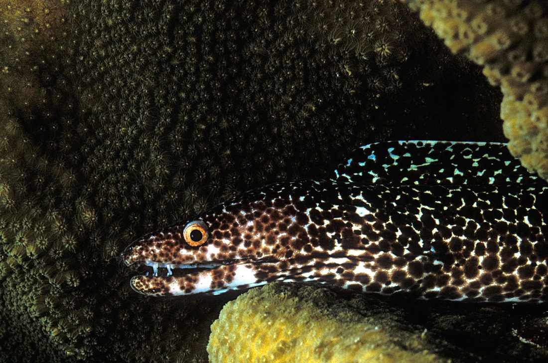 A disguised Spotted Moray Eel near the ocean floor. 