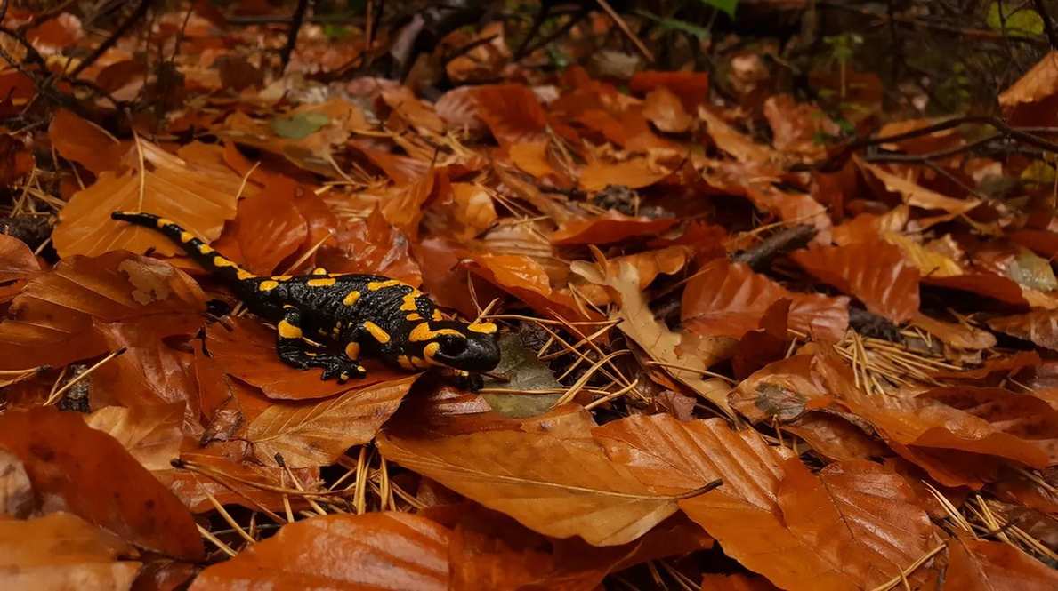 Spotted salamanders hidden by fall foliage