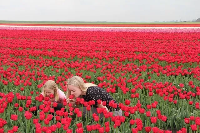 Two girls smelling Red tulips in a tulip garden