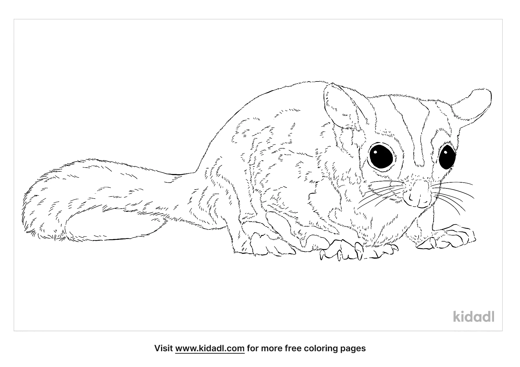 sugar gliders coloring pages