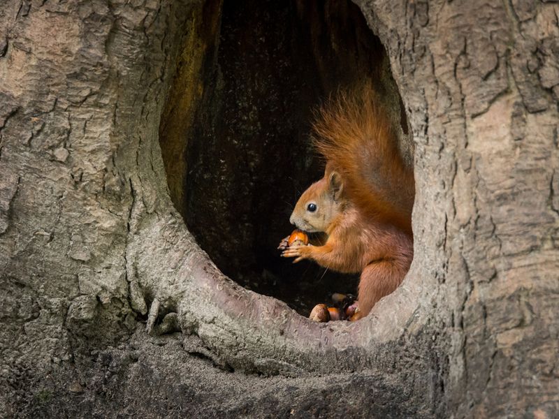 Are Squirrels Nocturnal? Find Out Where They Go At Night Kidadl