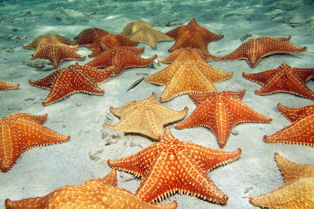 Many cushion starfish underwater on a sandy ocean floor