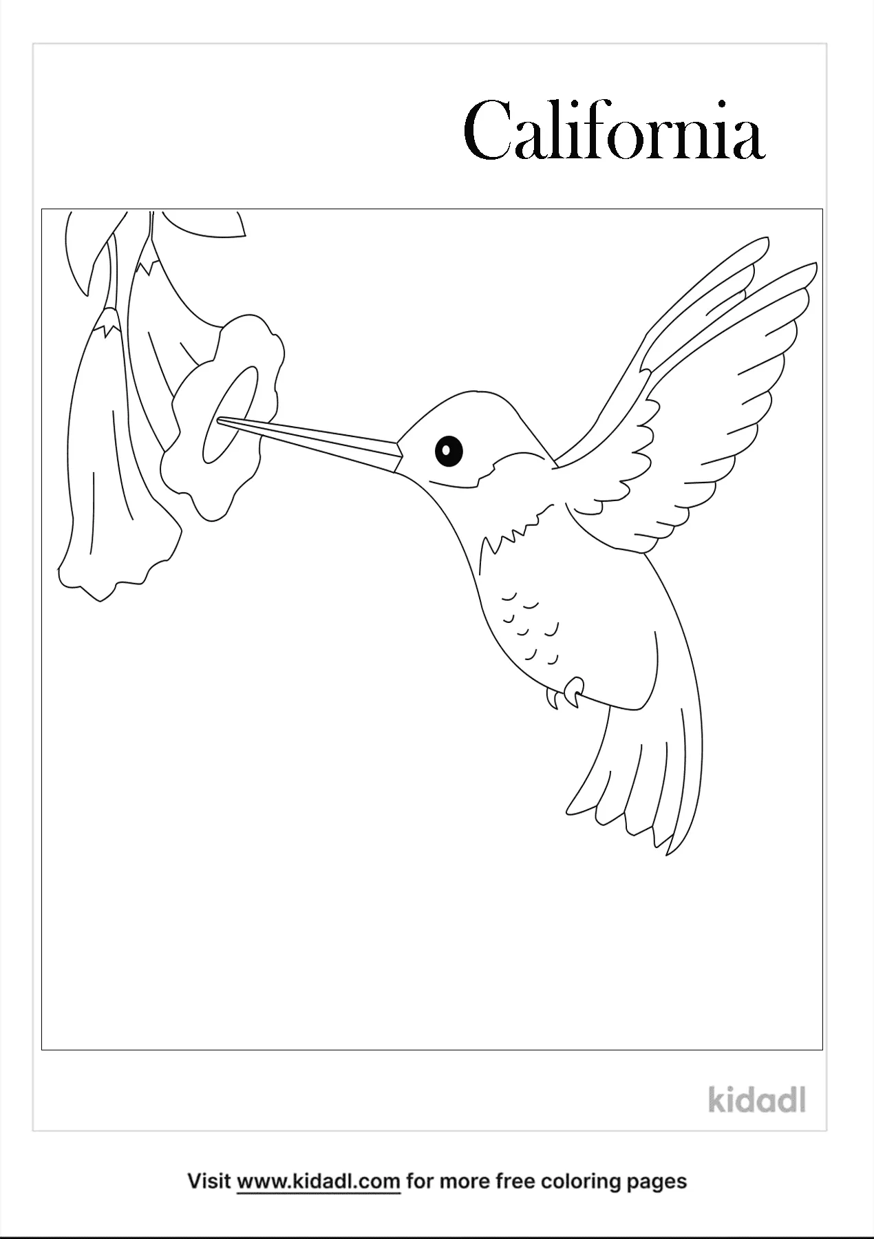 10 Beautiful State Bird Coloring Pages to Color