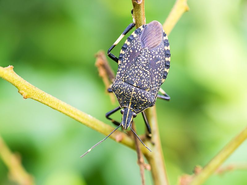 are stink bugs poisonous to dogs or harmful