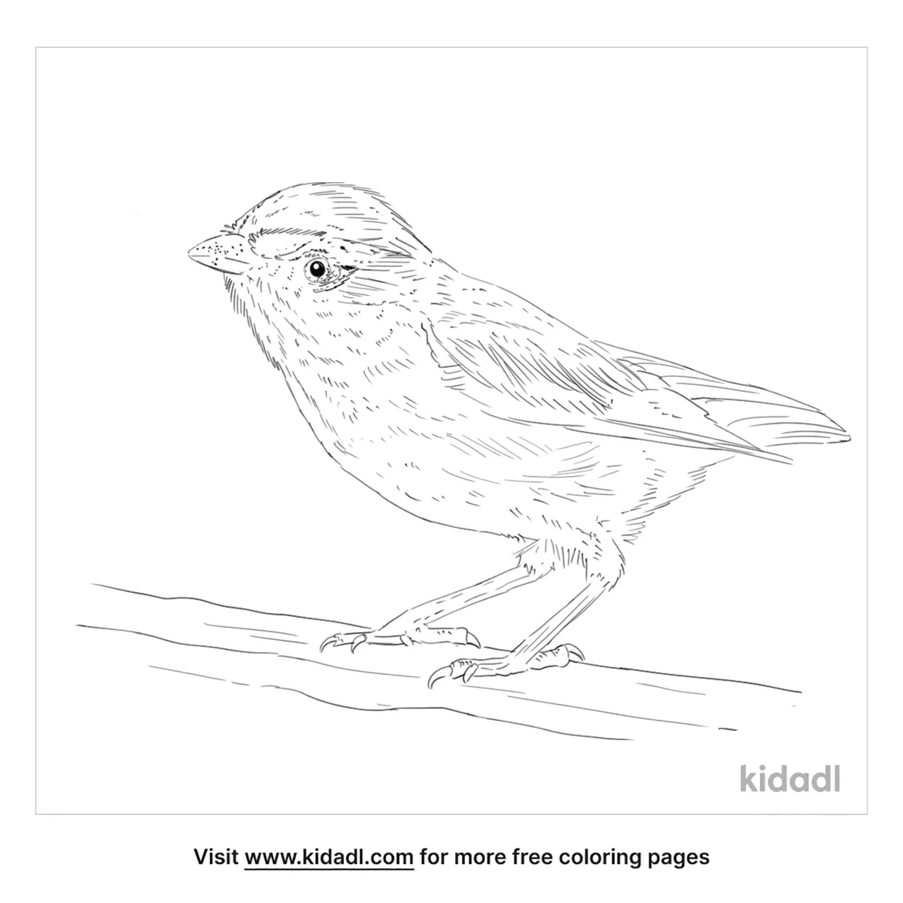 Striated Pardalote Coloring Page