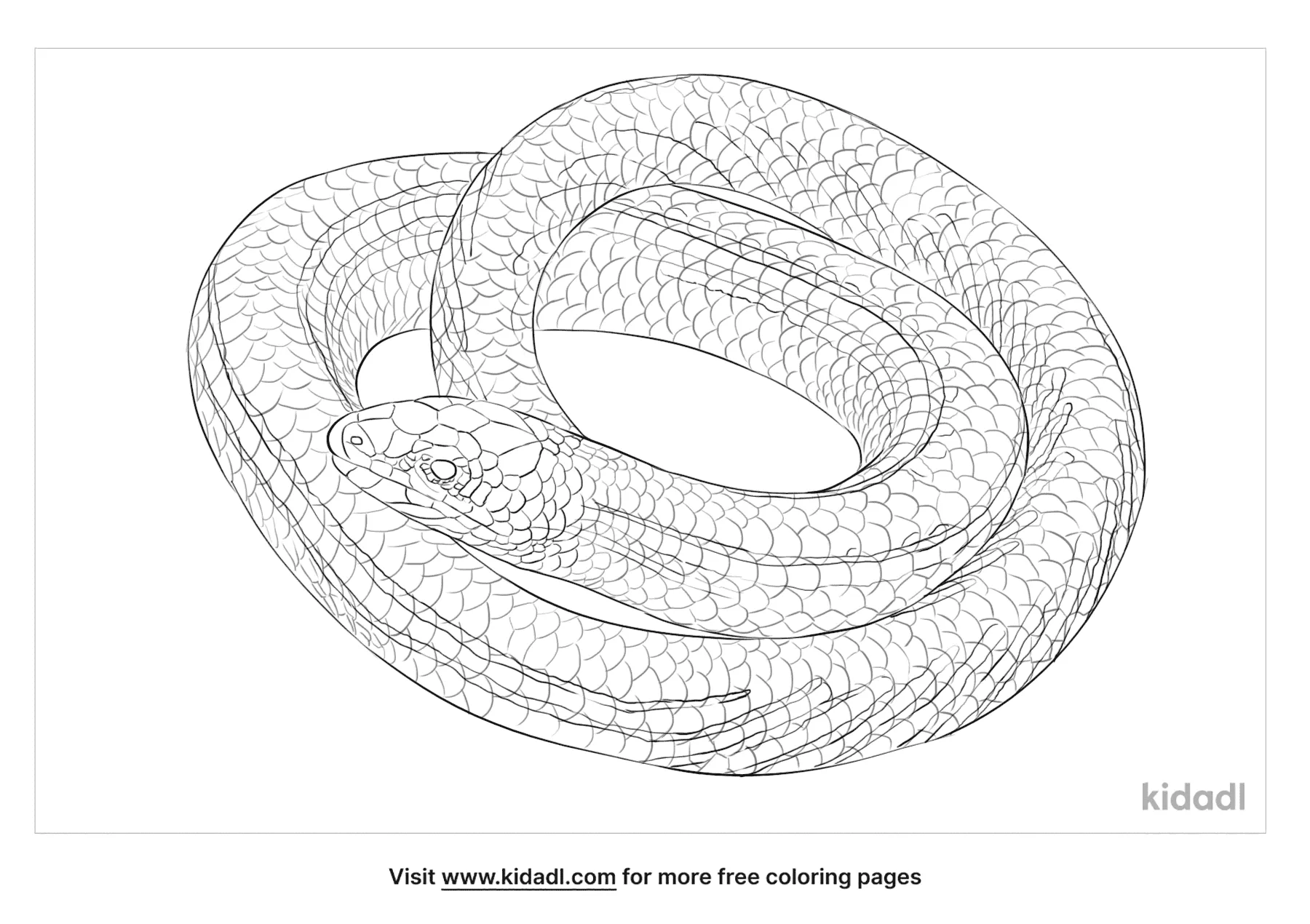 Striped Legless Lizard Coloring Page | Free Reptiles Coloring Page | Kidadl