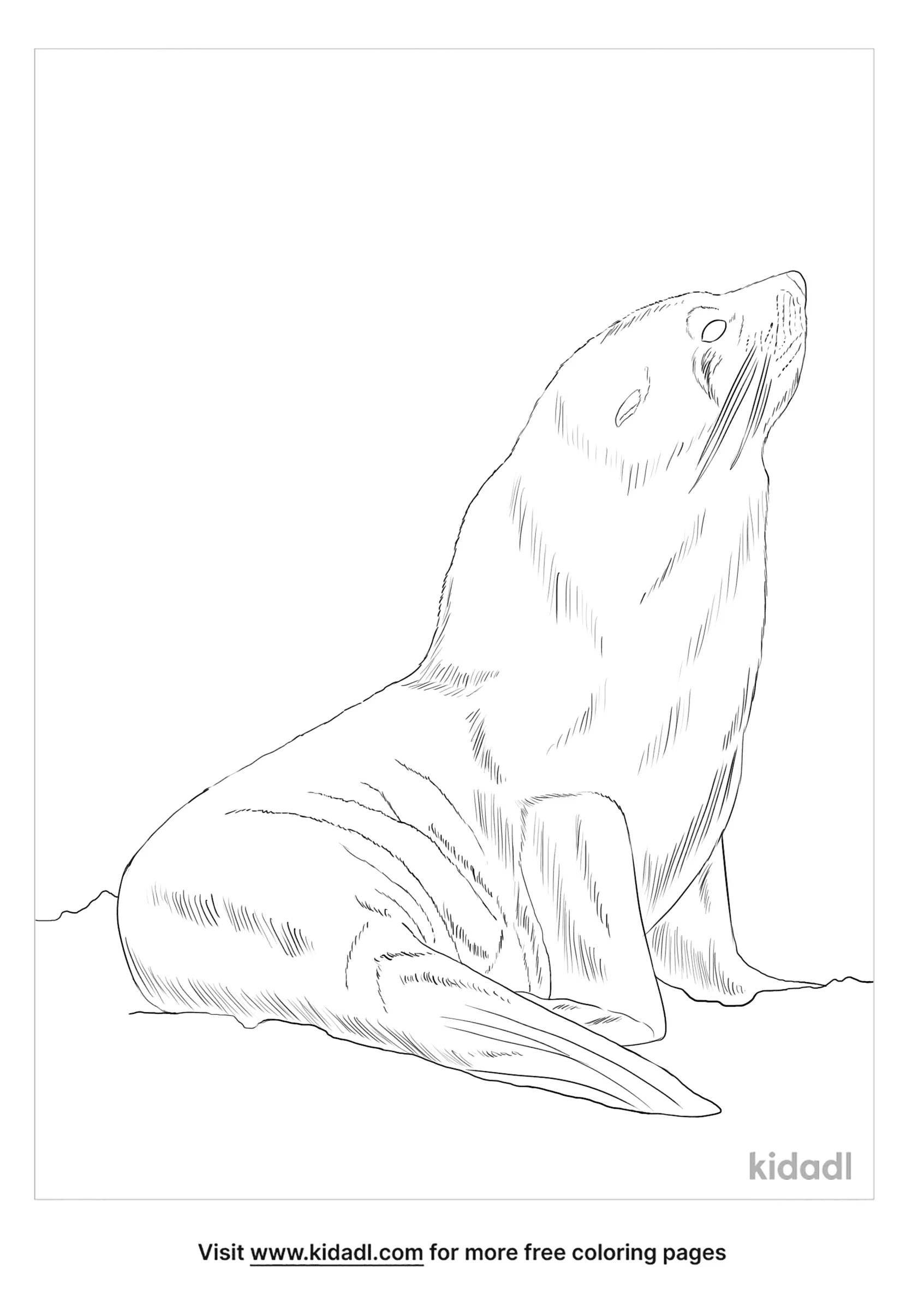 Subantarctic Fur Seal Coloring Page