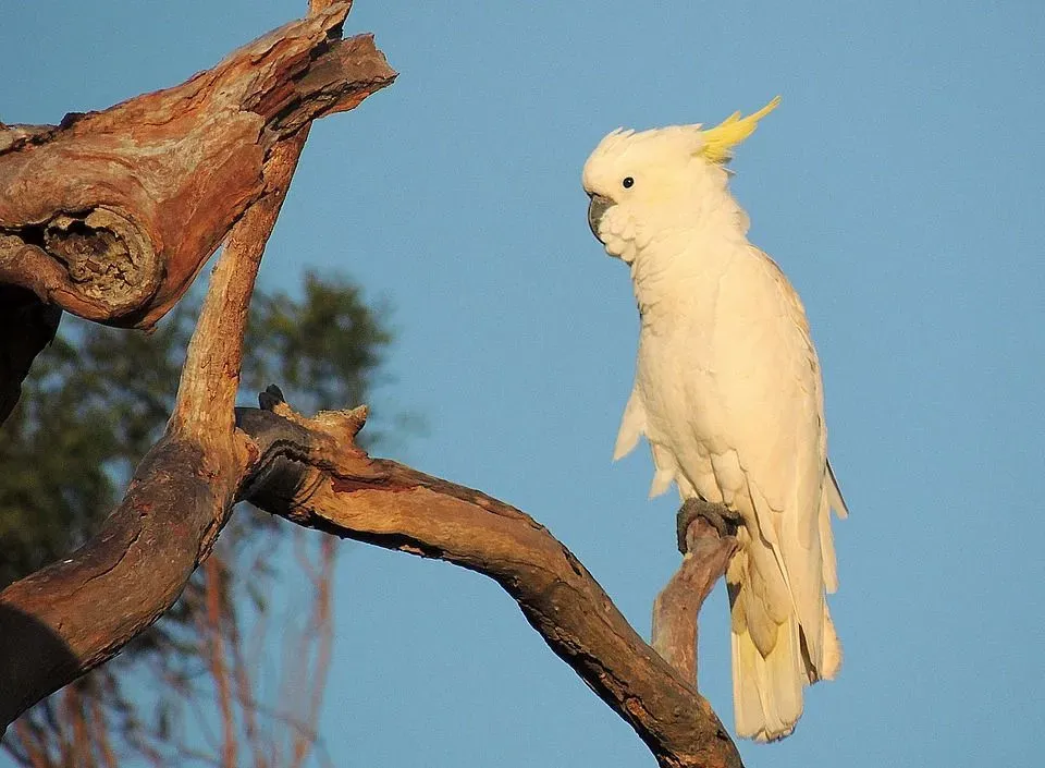 Sulphur-crested cockatoos have white plumage, a yellow crest, and a touch of yellow on their wings and tail.