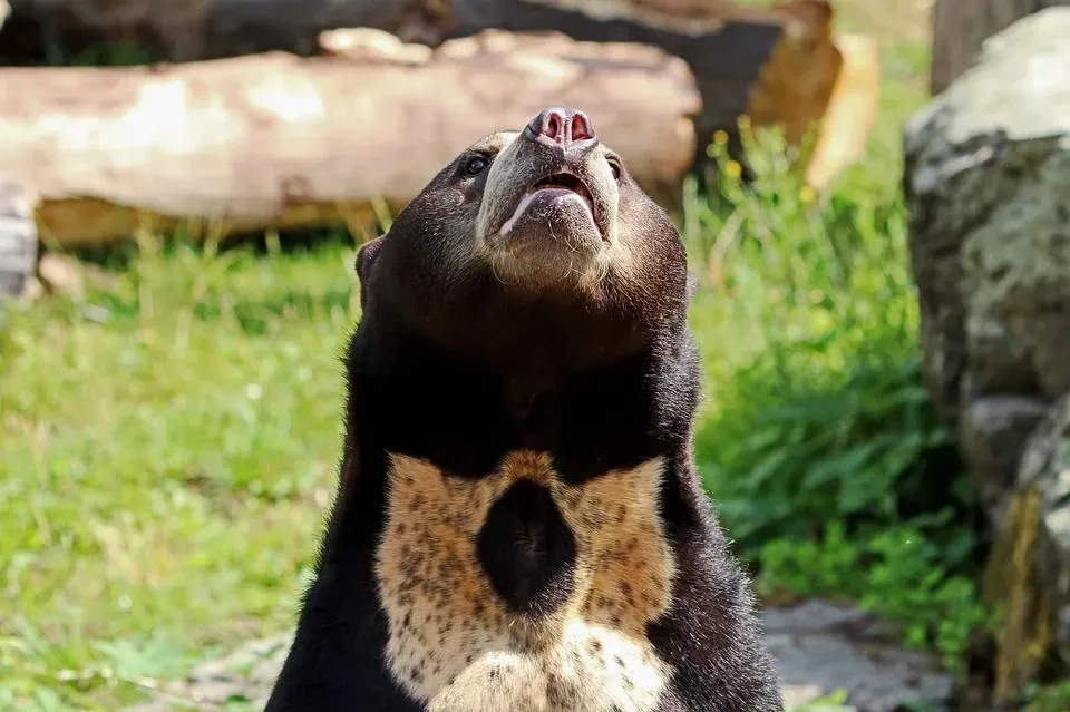Sun Bears have a characteristic mark of a rising sun on their chests.