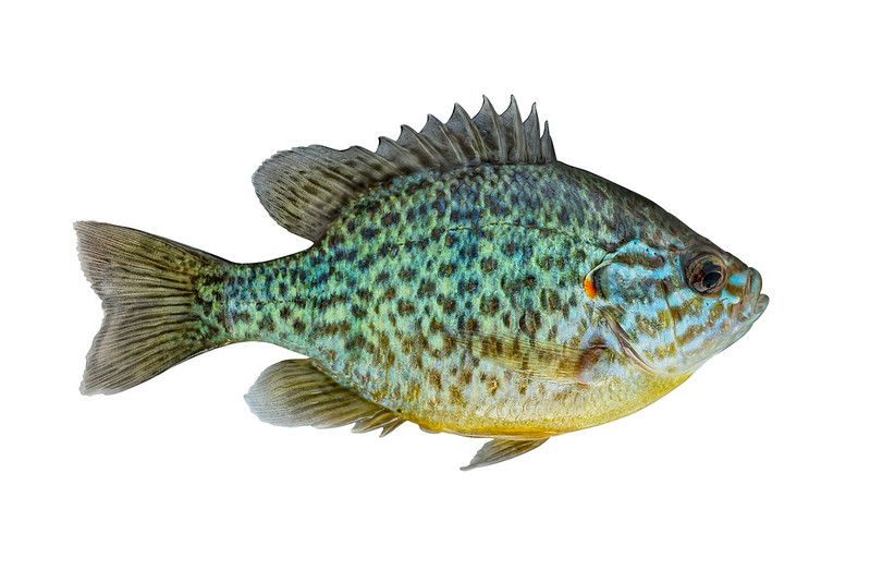 bluegill vs sunfish