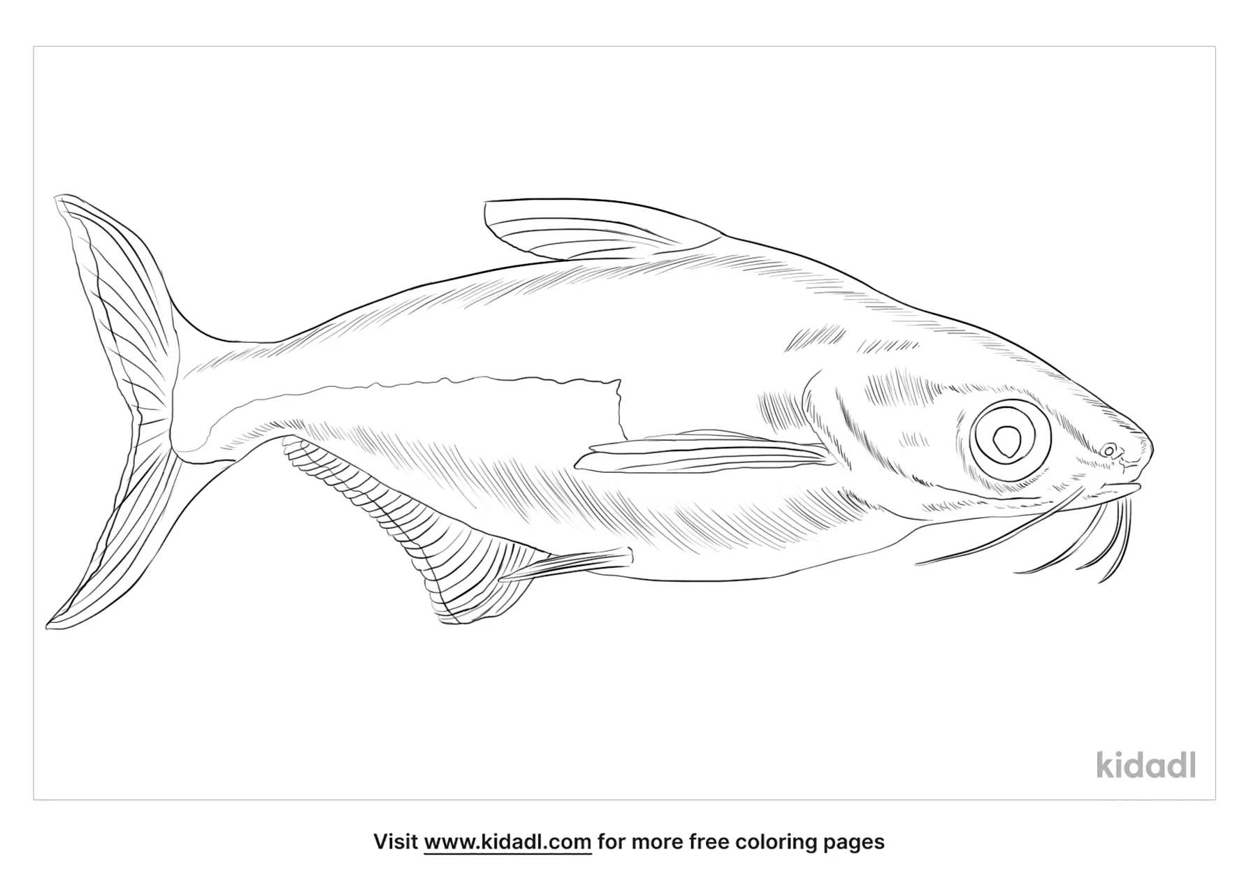Sutchi Catfish Coloring Page