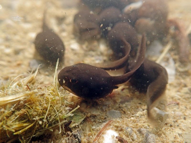 Underwater shot of toad tadpoles