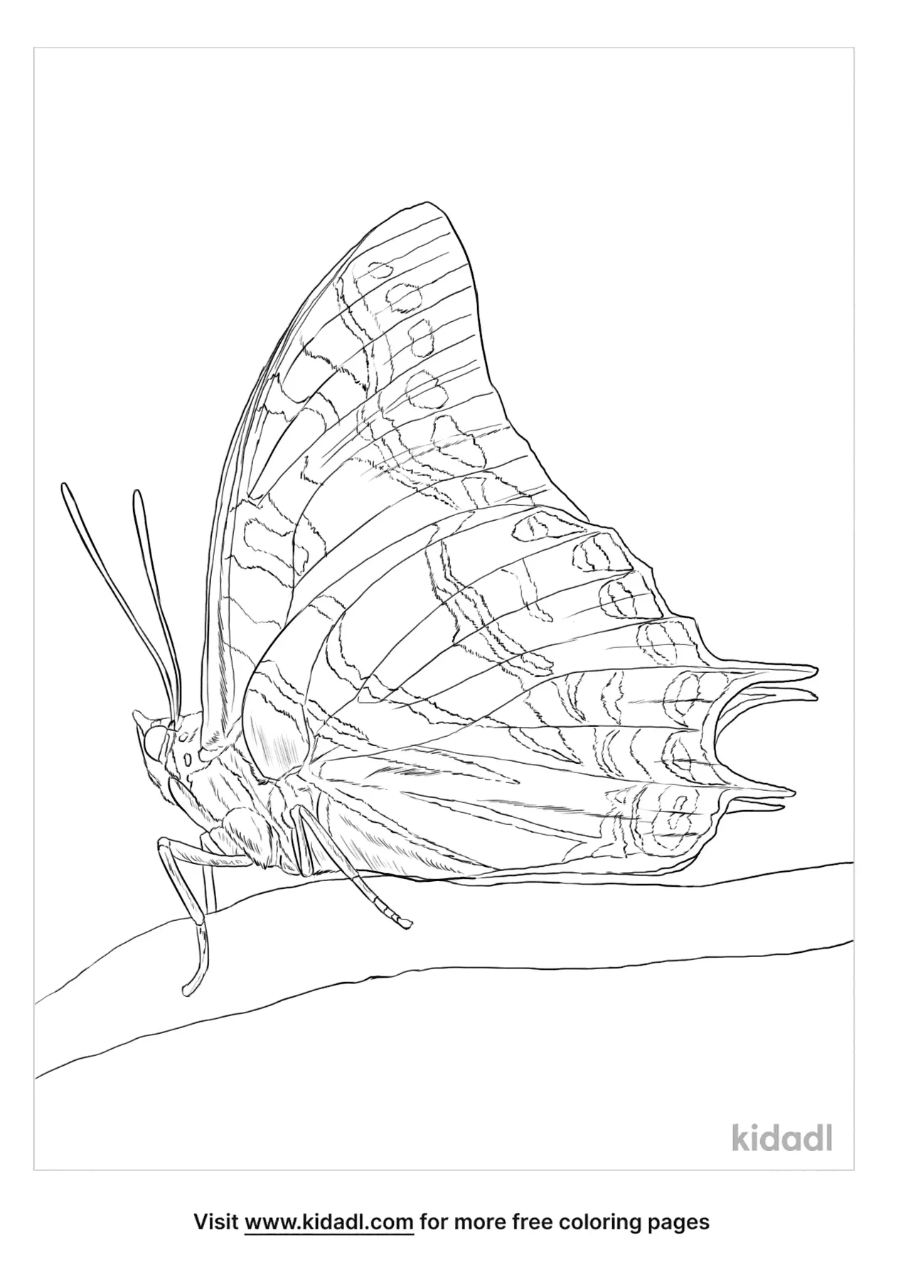 Giant Swallowtail Butterfly Coloring Page | Free Butterflies Coloring ...